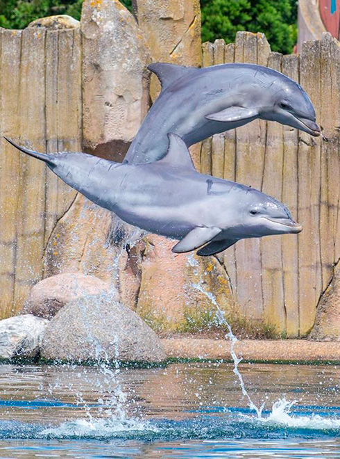 Harderwijk Dolfinarium Dakota Photos Cliente